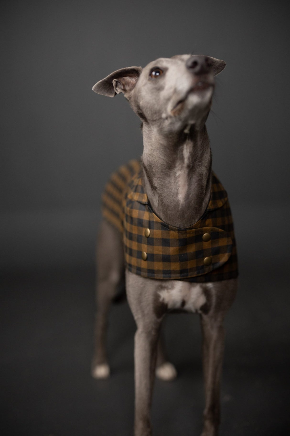 Merchant & Mills - Barka Dog Coat Pattern (UK XS-XL)