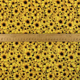 Cotton - Sunflower Field